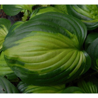 Hosta Cathedral Windows Funkia