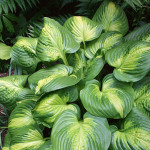 Hosta Cathedral Windows Funkia