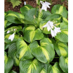 Hosta Cathedral Windows Funkia