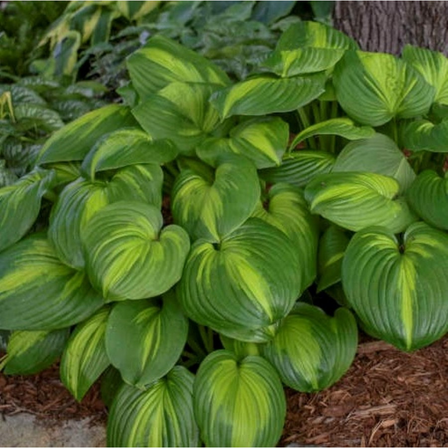 Hosta Cathedral Windows Funkia