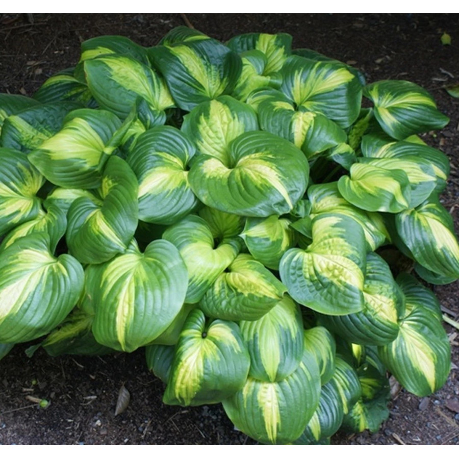 Hosta Cathedral Windows Funkia