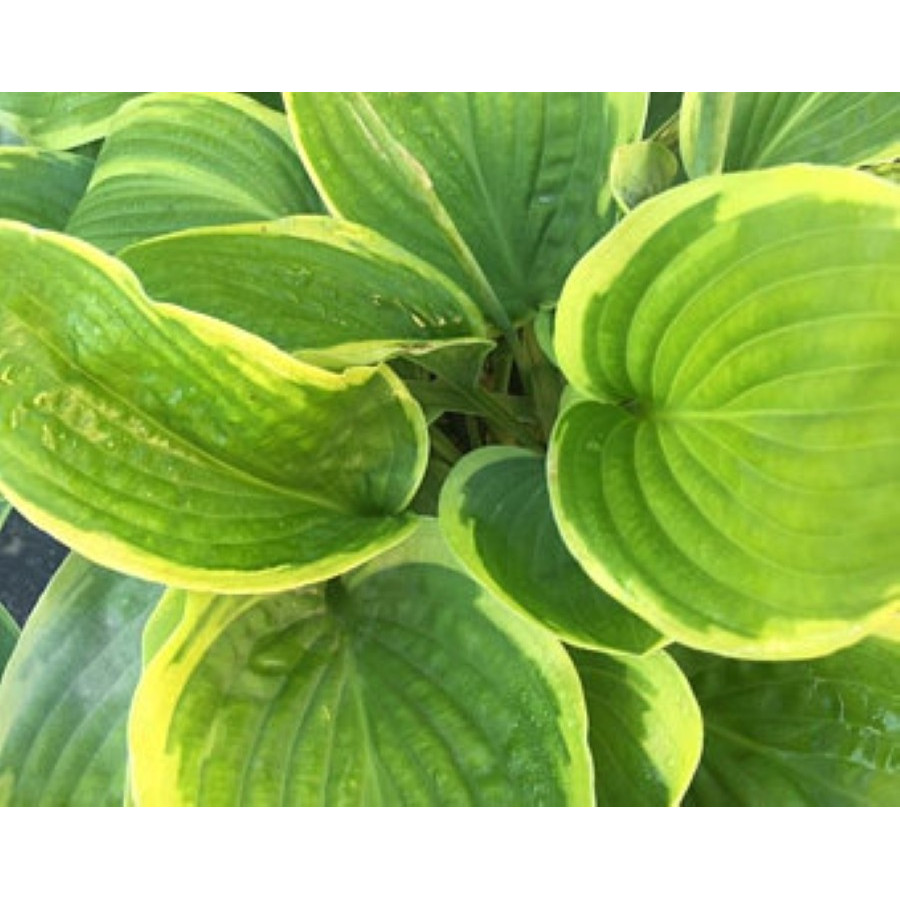 Hosta Abiqua Moonbeam Funkia