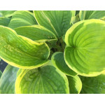 Hosta Abiqua Moonbeam Funkia