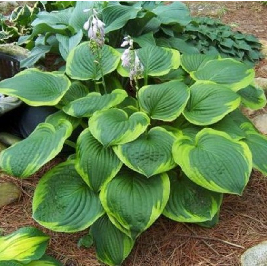 Hosta Abiqua Moonbeam Funkia