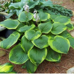 Hosta Abiqua Moonbeam Funkia