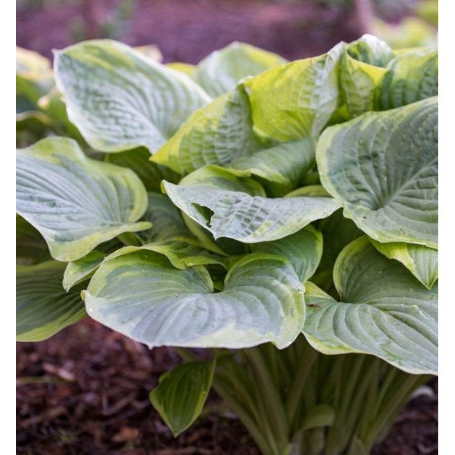 Hosta Abiqua Moonbeam Funkia