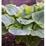 Hosta Abiqua Moonbeam Funkia