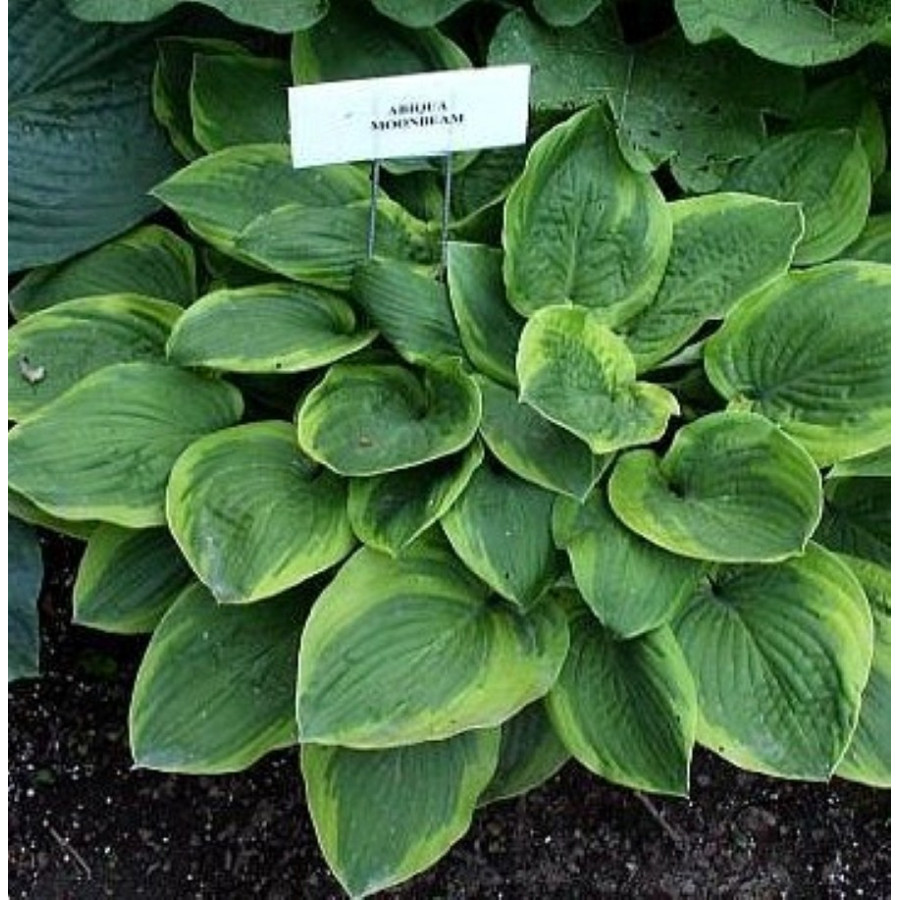 Hosta Abiqua Moonbeam Funkia