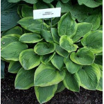 Hosta Abiqua Moonbeam Funkia