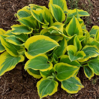 Hosta Liberty Funkia