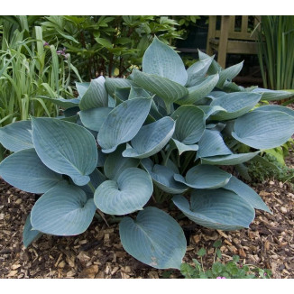 Hosta Moody Blues Funkia