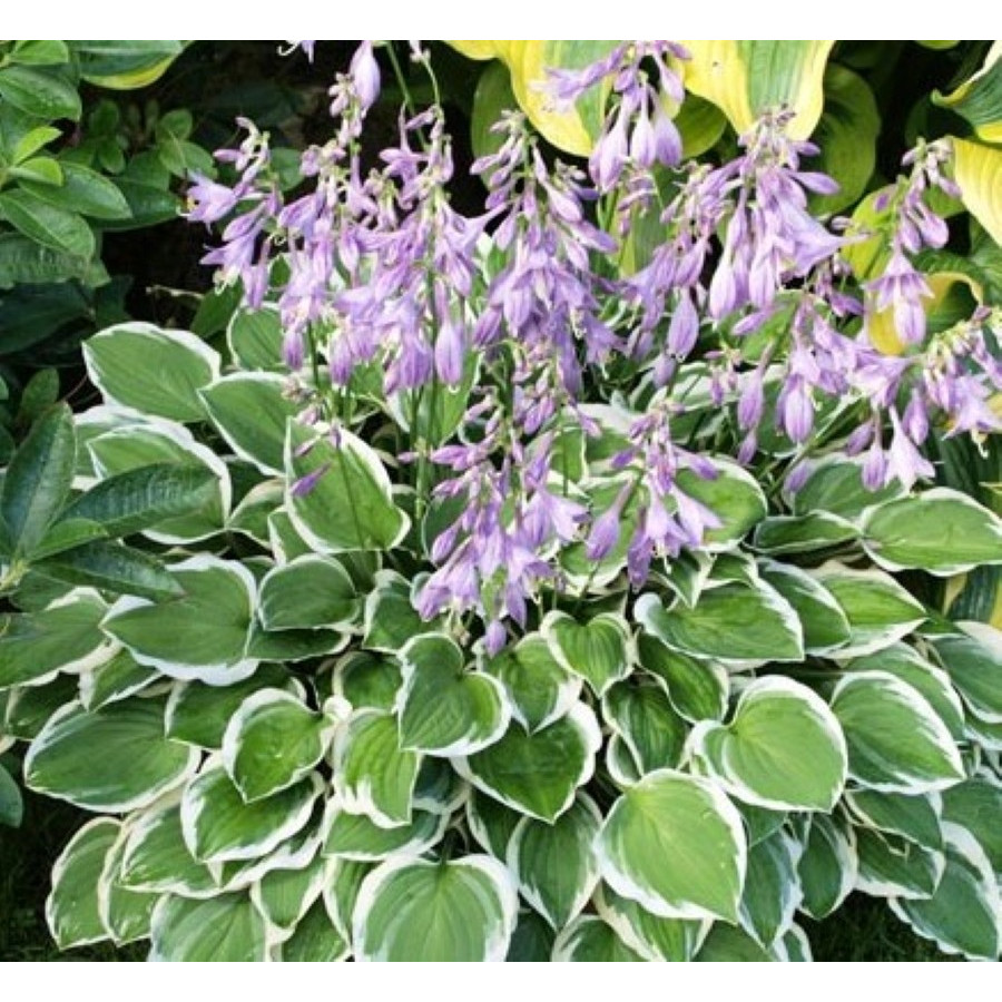 Hosta Diamond Tiara Funkia