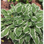 Hosta Diamond Tiara Funkia