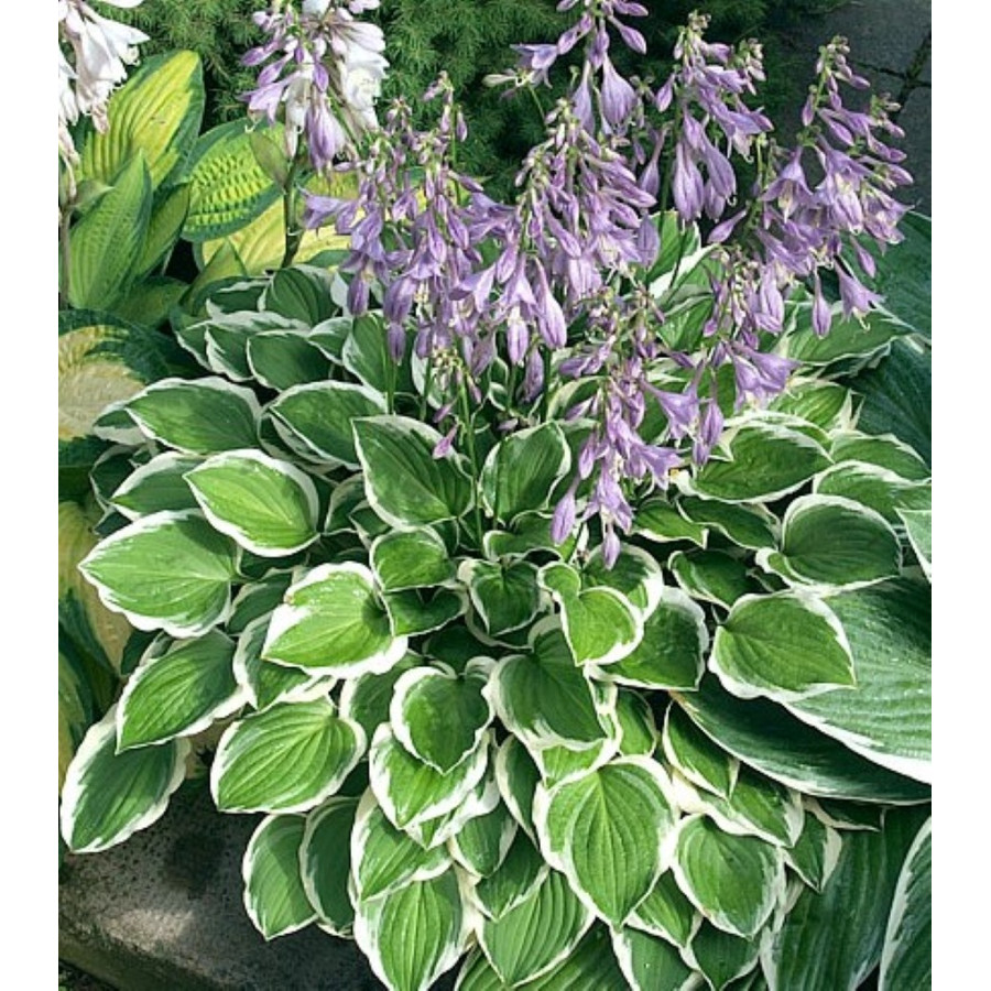 Hosta Diamond Tiara Funkia