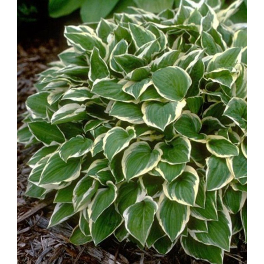 Hosta Diamond Tiara Funkia