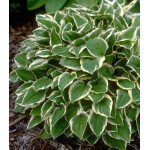 Hosta Diamond Tiara Funkia