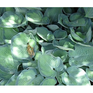 Hosta Punky Funkia