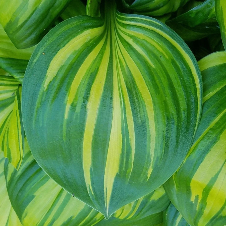 Hosta Rainbow End