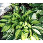 Hosta Rainbow End