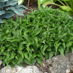 Hosta Minor Funkia Hosta Minor Funkia