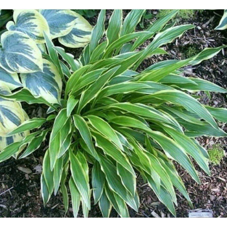 Hosta Sandhill Crane Funkia