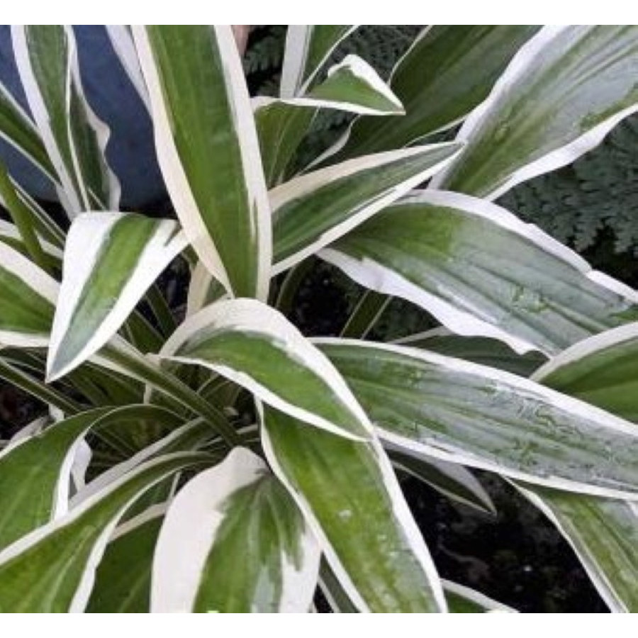 Hosta Sandhill Crane Funkia