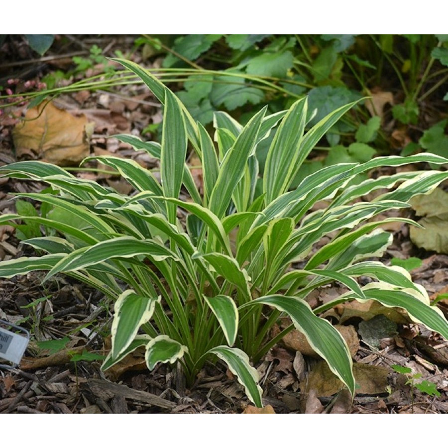 Hosta Sandhill Crane Funkia