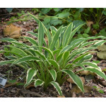 Hosta Sandhill Crane Funkia