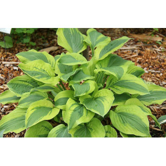 Hosta Velvet Moon Funkia