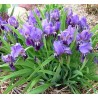 Iris pumila Cyanea Kosaciec niski