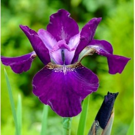 Iris sibirica Hubbard Kosaciec syberyjski