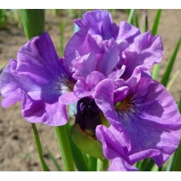Iris sibirica Bundle of Joy Kosaciec syberyjski