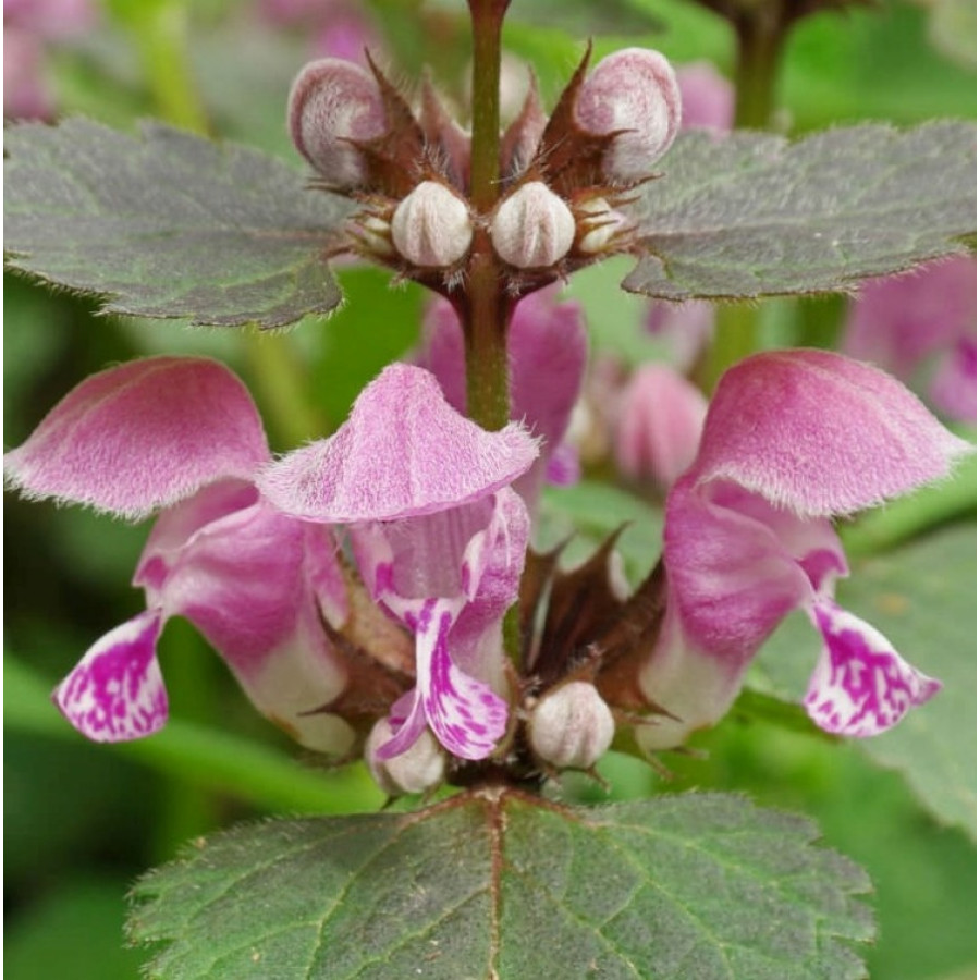 Lamium maculatum Jasnota