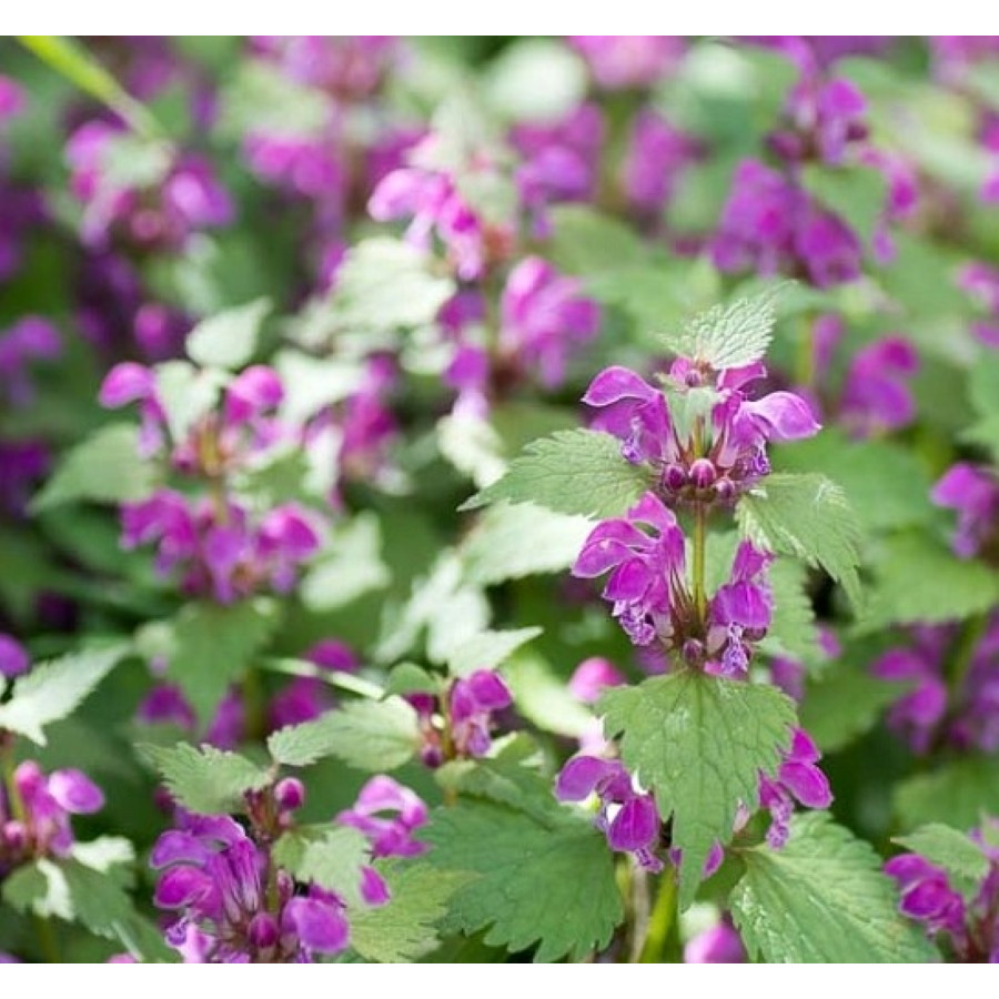 Lamium maculatum Jasnota