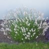 Lavandula angustifolia Alba Lawenda wąskolistna