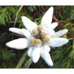 Leontopodium alpinum Szarotka alpejska