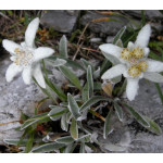 Leontopodium alpinum Szarotka alpejska