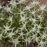 Leontopodium Star of Alps Szarotka