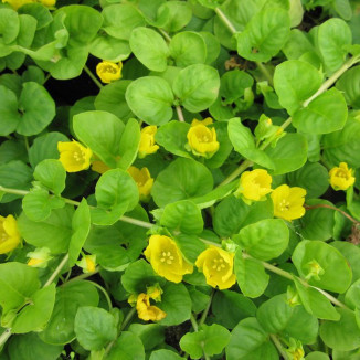 Lysimachia nummularia Tojeść rozesłana