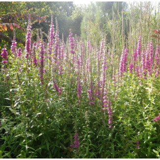 Lythrum Salicaria Krwawnica...