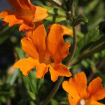 Mimulus hybrida Orange Kroplik ogrodowy