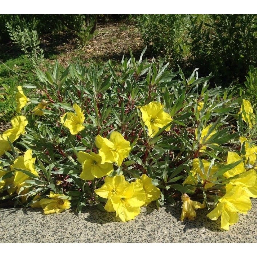 Oenothera Missouriensis Wiesiołek missouryjski