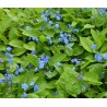 Omphalodes verna