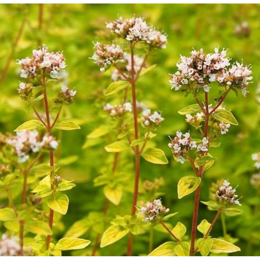 Oregano złote Origanum vulgare Aureum