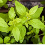 Oregano złote Origanum vulgare Aureum