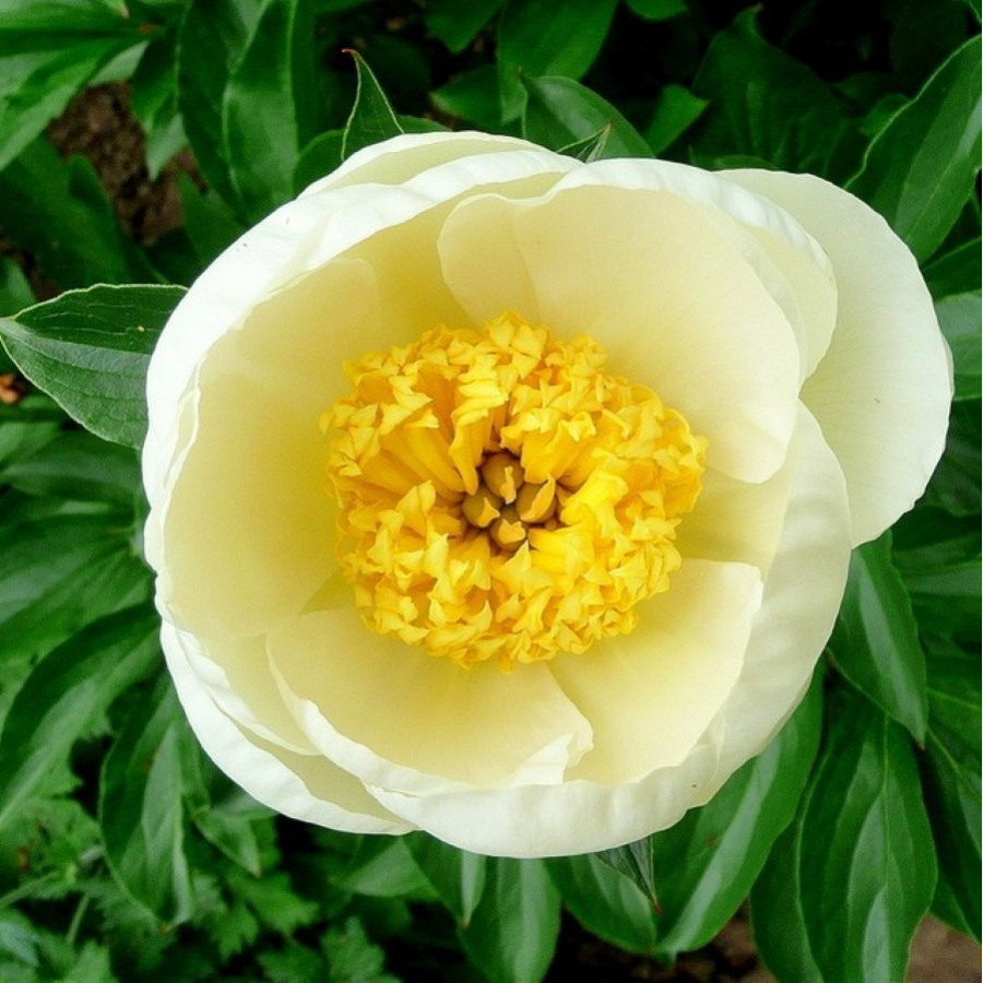 Paeonia Jan Van Leeuwen Piwonia