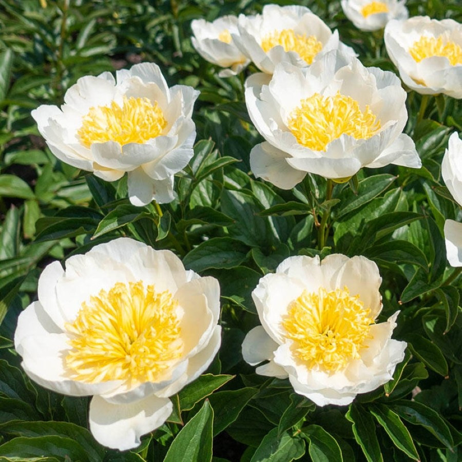 Paeonia Jan Van Leeuwen Piwonia