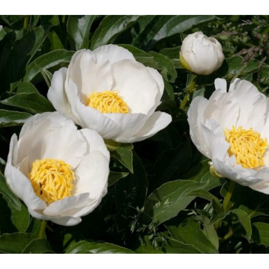 Paeonia Jan Van Leeuwen Piwonia