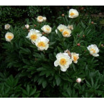 Paeonia Jan Van Leeuwen Piwonia