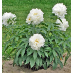 Paeonia lactiflora Bowl of Cream Piwonia chińska